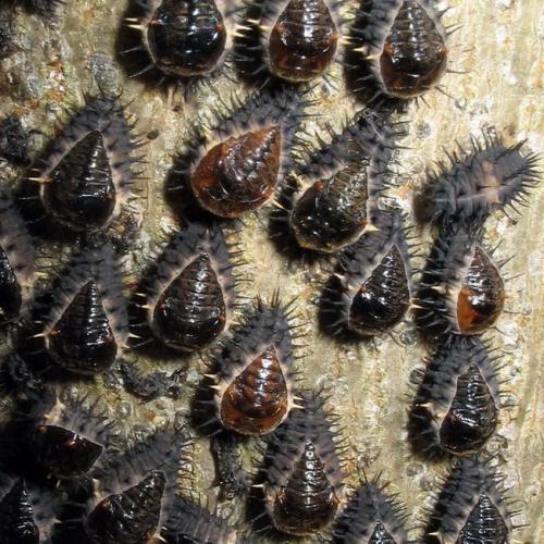 Chilocorus schioedtei