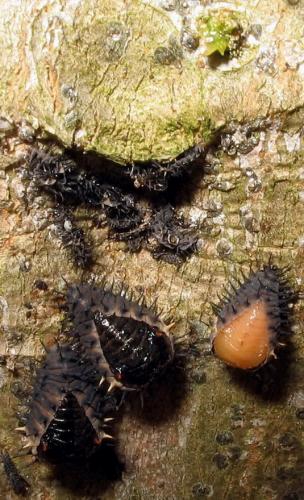Chilocorus schioedtei