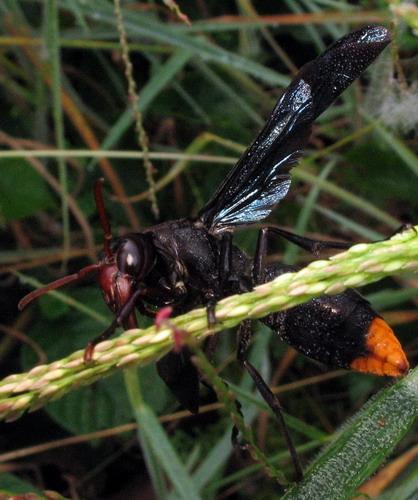 Synagris sp.
