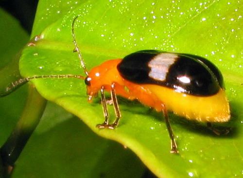 Galerucinae