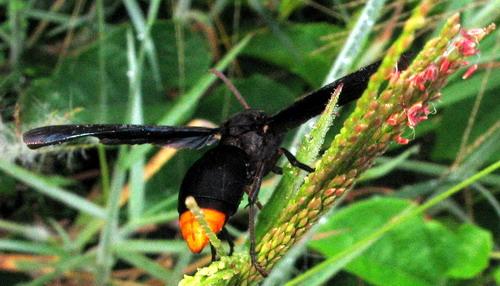 Synagris sp.