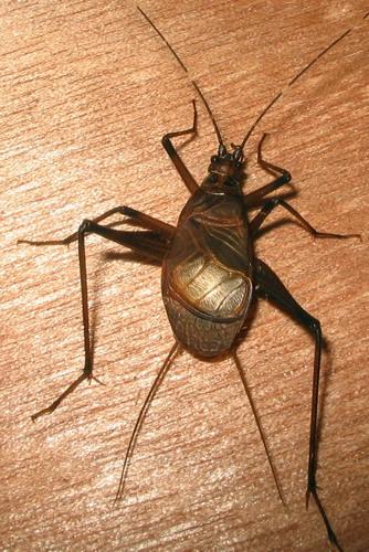 Homoeogryllus gabonensis