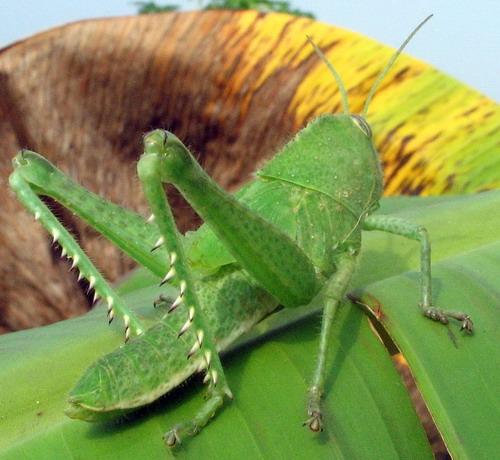 Anacridium sp.