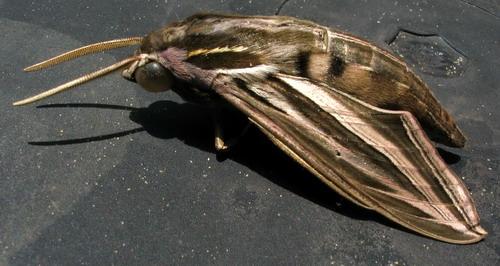 Hippotion sp.