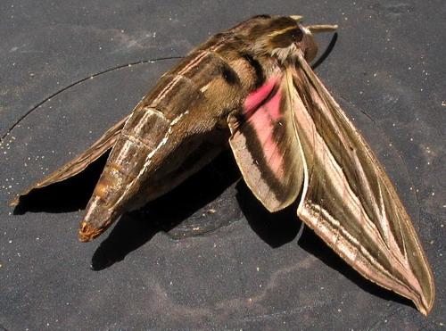 Hippotion sp.