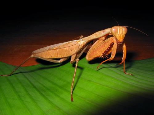 Réf. 17 402 : Sphodromantis sp.