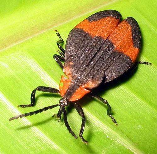 Réf. 17 043 : Lycus sp.