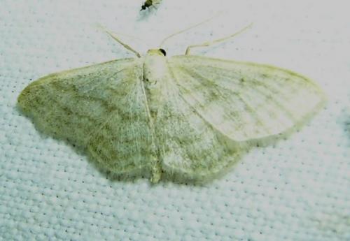 Scopula floslactata