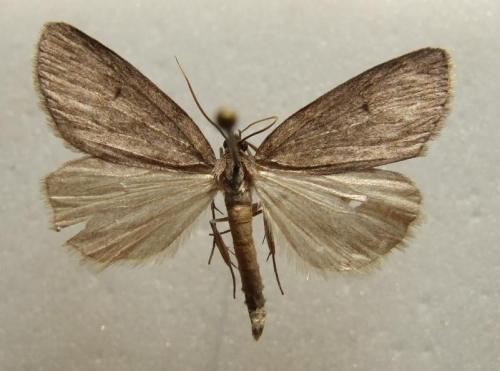 Pachycnemia hippocastanaria