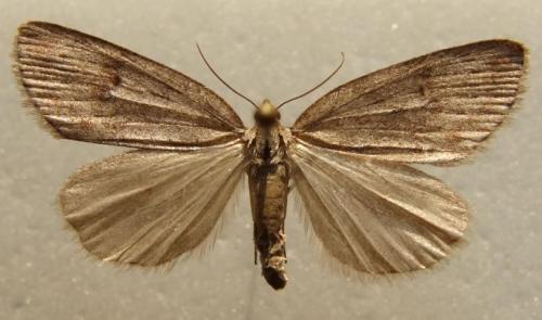 Pachycnemia hippocastanaria