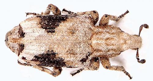 Gronops lunatus