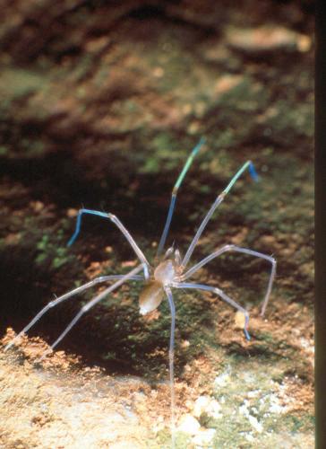 Leptoneta sp.