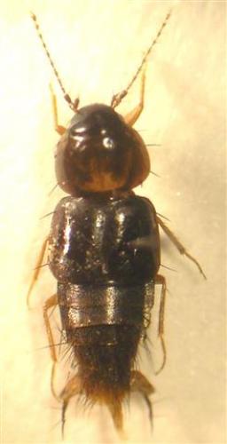 Réf. 17 176 : Habrocerus capillaricornis