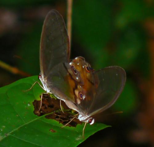 Haetera piera