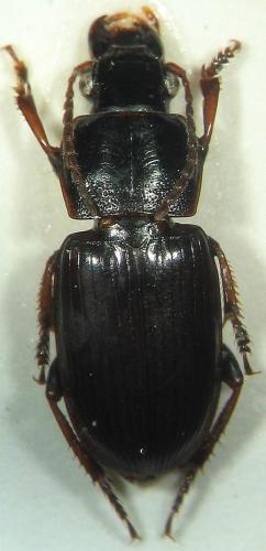 Réf. 17 407 : Harpalus pygmaeus