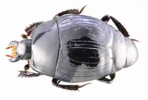 Réf. 17 295 : Margarinotus marginatus