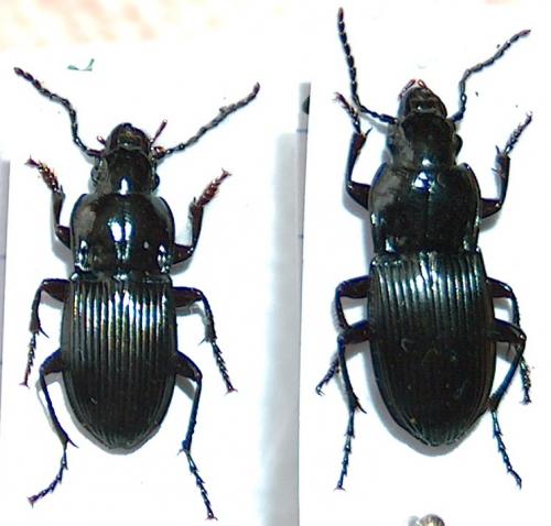 Abax sp.