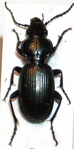 Pterostichus madidus