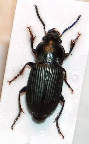 Anisodactylus binotatus