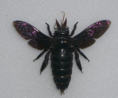 Xylocopa latipes