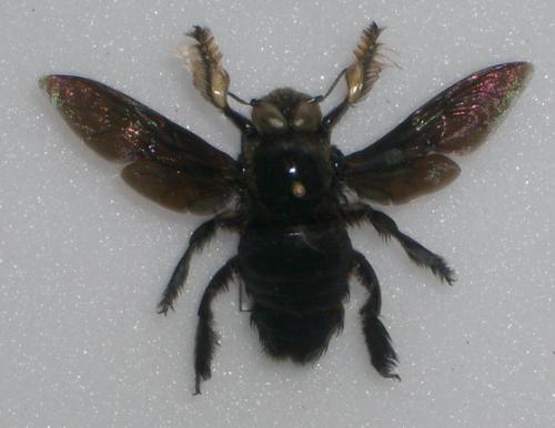 Xylocopa latipes