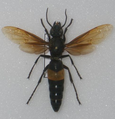 Vespa tropica