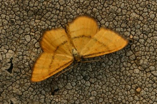 Réf. 17 291 : Idaea flaveolaria