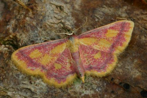 Réf. 17 290 : Idaea muricata