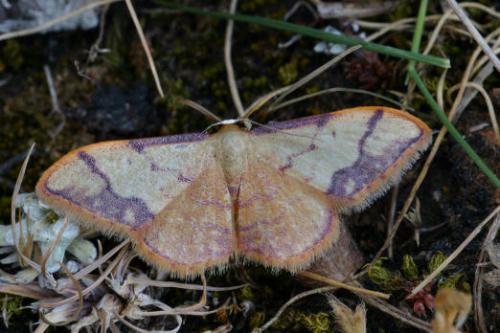 Idaea ostrinaria