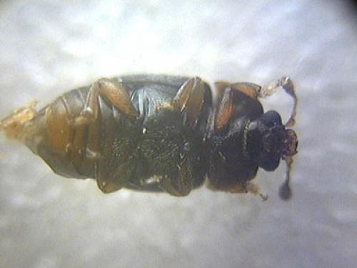 Réf. 17 559 : Epuraea sp.