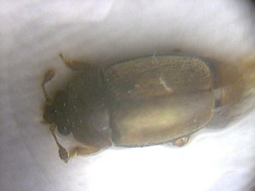 Réf. 17 560 : Epuraea sp.