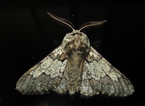 Réf. 17 830 : Biston strataria