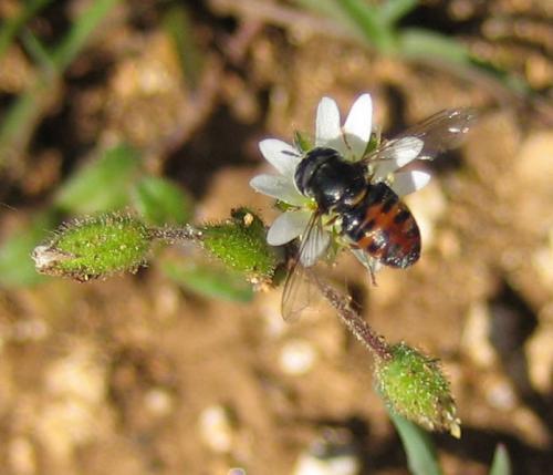 Réf. 17 793 : Paragus sp.