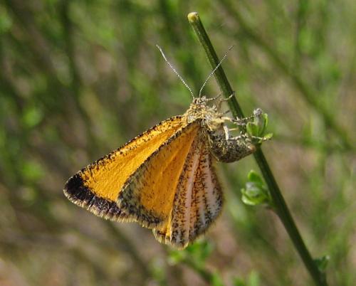 Isturgia limbaria