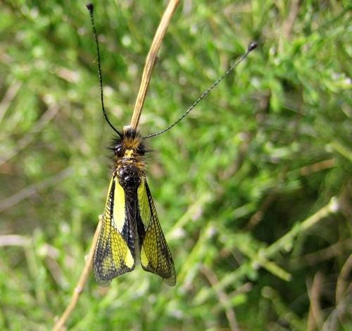 Réf. 17 778 : Libelloides coccajus