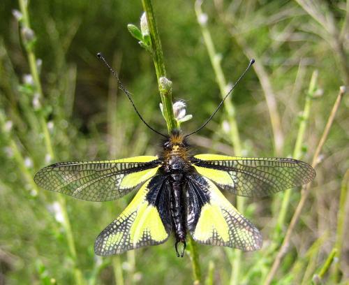 Réf. 17 777 : Libelloides coccajus