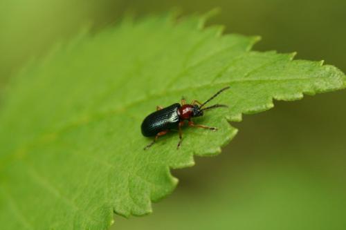 Oulema sp.