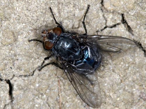 Calliphora vicina