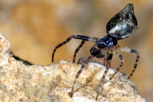 Réf. 17 190 : Cyclosa conica
