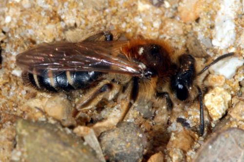 Andrena dorsata