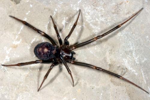 Steatoda grossa