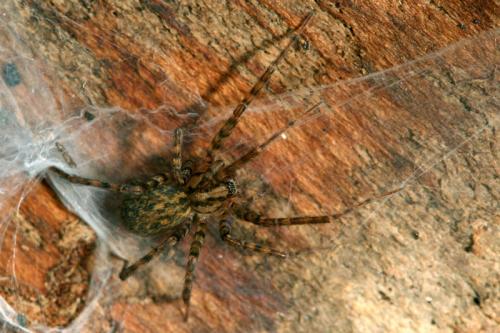 Tegenaria sp.