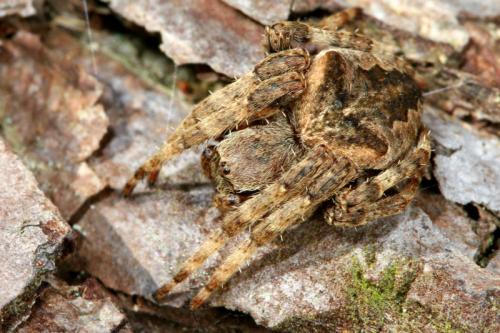 Araneus angulatus