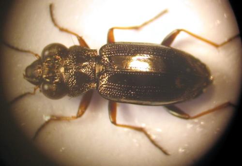 Réf. 17 148 : Notiophilus rufipes
