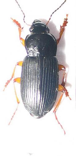 Anisodactylus binotatus