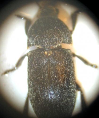 Dermestes sp.