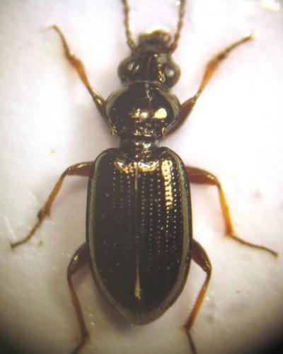 Réf. 17 706 : Bembidion properans