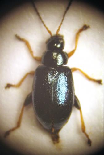 Réf. 17 849 : Aphthona nonstriata