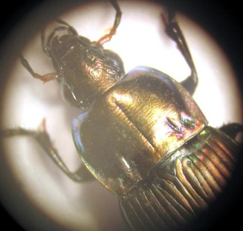 Réf. 17 848 : Poecilus versicolor