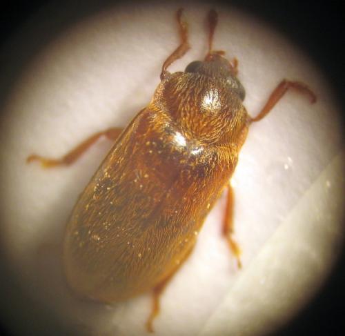 Réf. 17 963 : Byturus ochraceus